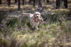 My Brand Golden Dream "Roxi" qualified in the field. Photo by Juris Maurans