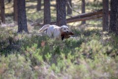 My Brand Golden Dream "Roxi" qualified in the field. Photo by Juris Maurans