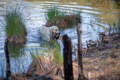 My Brand Golden Dream "Roxi" qualified in the field. Photo by Juris Maurans