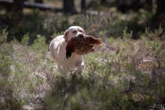 My Brand Golden Dream "Roxi" qualified in the field. Photo by Juris Maurans