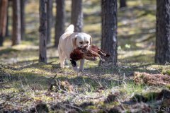 My Brand Golden Dream "Roxi"