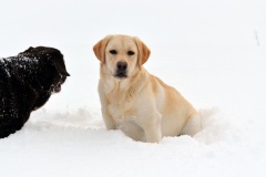 My Brand Golden Dream (9 months old)