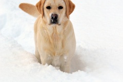 My Brand Golden Dream (9 months old)