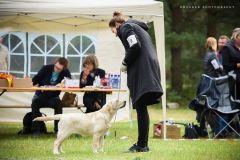 My Brand Golden Dream (4 months old)