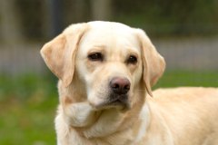 My Brand Golden Dream "Roxi" at the age of 3,5 years. Photo by My Brand Labradors.