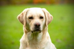 My Brand Golden Dream "Roxi" at the age of 3,5 years. Photo by My Brand Labradors.