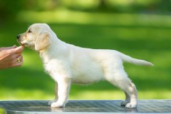 My Brand Golden Dream (7 weeks old)