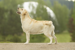 My Brand Golden Dream