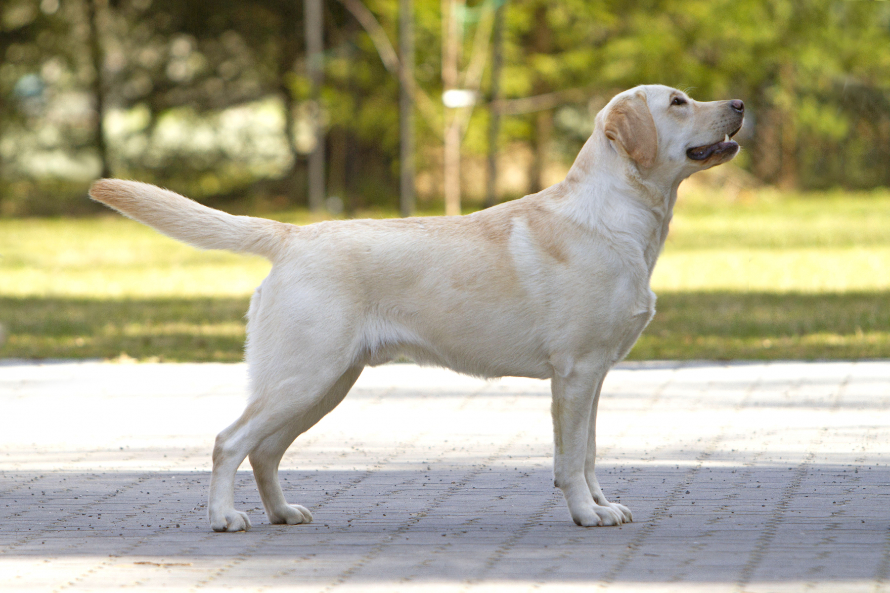 My Brand Golden Eagle