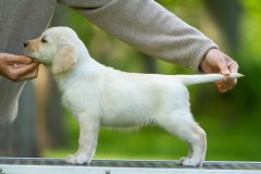 My Brand Golden Eagle