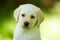 My Brand Golden Eagle