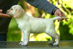 My Brand Golden Eagle