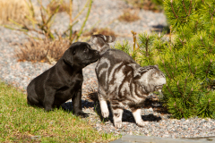 My Brand Great Believer "Paula"