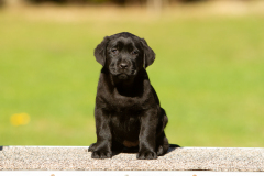 My Brand Great Believer "Paula"