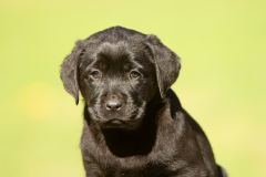 My Brand Great Believer "Paula"