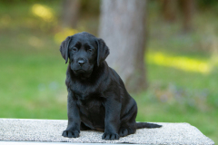 My Brand Great Believer "Paula"