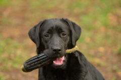 My Brand Great Believer "Paula"