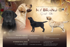 My Brand Great-litter born 10.02.2024