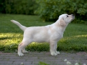 My Brand Hidalgo (10 weeks old)