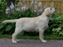 My Brand Hidalgo (4 months old)