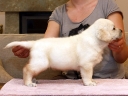 My Brand Hidalgo (6 weeks old)