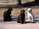 four-dogs