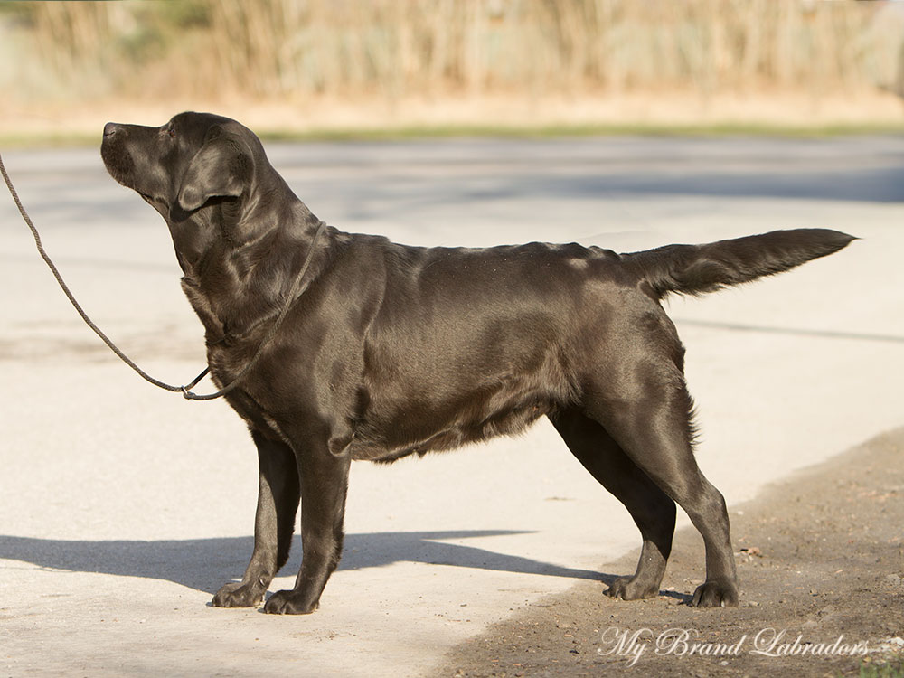 My Brand Kiss From A Rose