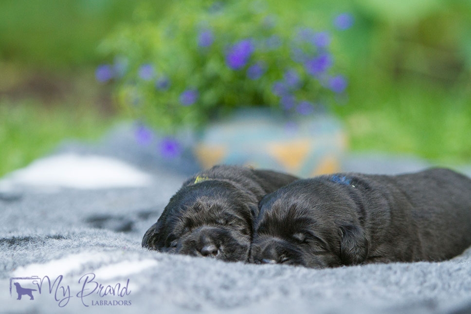 LAST-litter-10-days-103