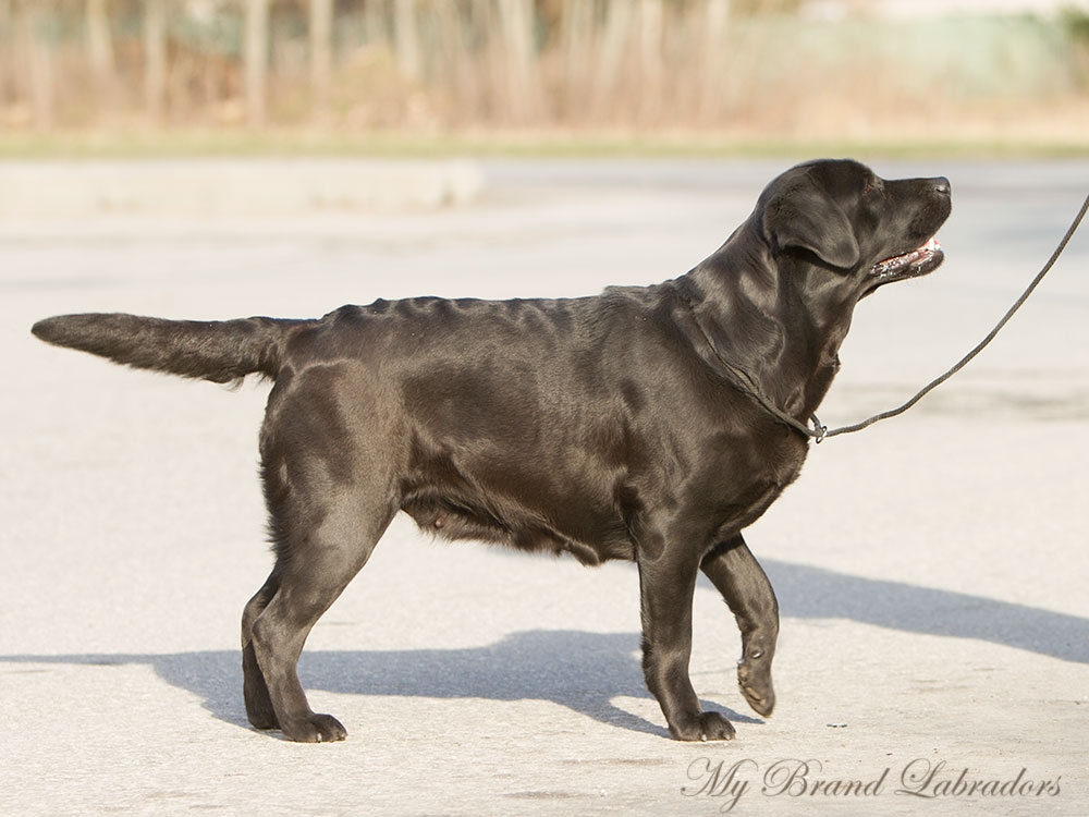 MB-Kiss-From-A-Rose-(apr16)-01