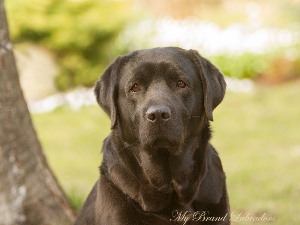 MB-Kiss-From-A-Rose-headshot-Apr16