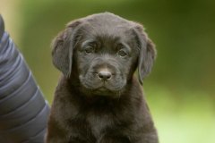 My Brand Last Minute Miracle (7 weeks old)