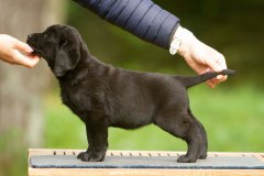 My Brand Last Minute Miracle (7 weeks old)