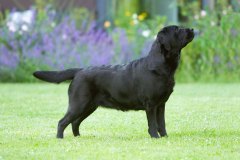 My Brand Last Minute Miracle (3 years old)