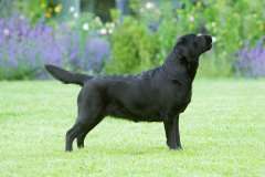 My Brand Last Minute Miracle (3 years old)