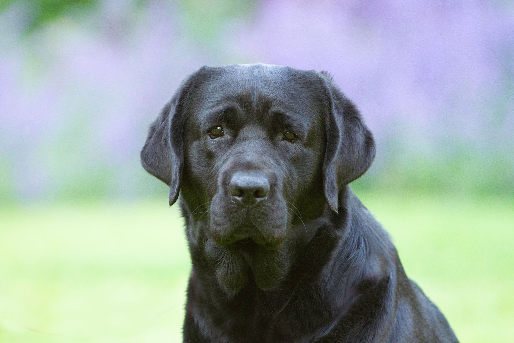 My Brand Last Minute Miracle (3 years old)