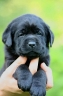 My Brand Mademoiselle (4 weeks old)
