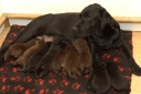 Special litter 2,5 weeks old