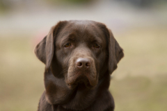 My Brand Million Dollar Baby