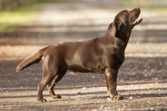 My Brand Million Dollar Baby