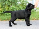 fiona-10w