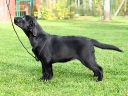 fiona-3m