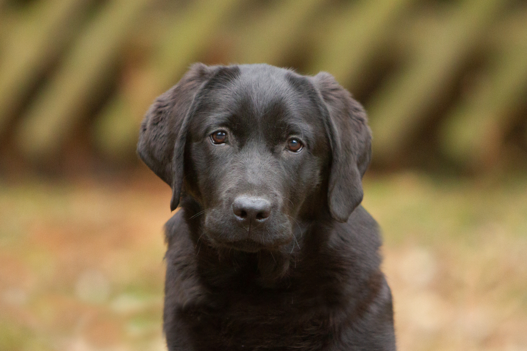 My Brand Next Generation