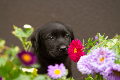 My Brand Next Generation "Iiris"