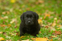 My Brand Next Generation "Iiris"