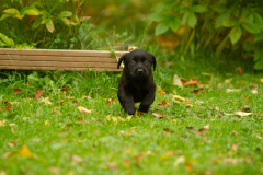 My Brand Next Generation "Iiris"