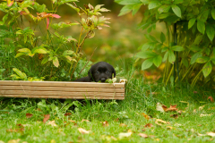 My Brand Next Generation "Iiris"