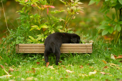 My Brand Next Generation "Iiris"