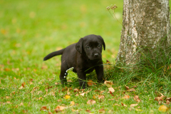 My Brand Next Generation "Iiris"