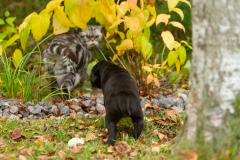 My Brand Next Generation "Iiris"