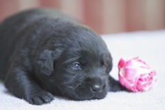 My Brand Night Is Still Young "Ronda"